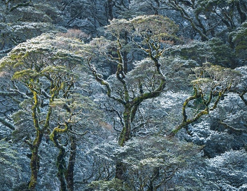 Galeria de fotografias de William Patino - Nova Zelândia