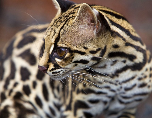 costa rica jim zuckerman