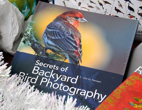 Segredos da Fotografia de Aves no Quintal