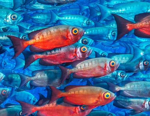 Galeria de Fotografia de Cristina Goettsch Mittermeier - México