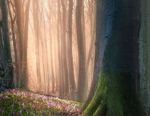 Galería de fotografía de Gijs de Reijke - Holanda