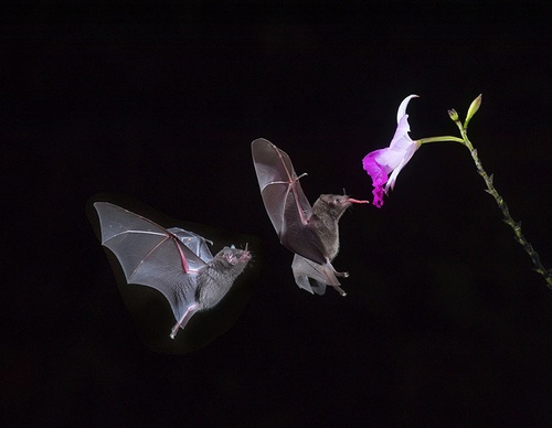 costa rica jim zuckerman