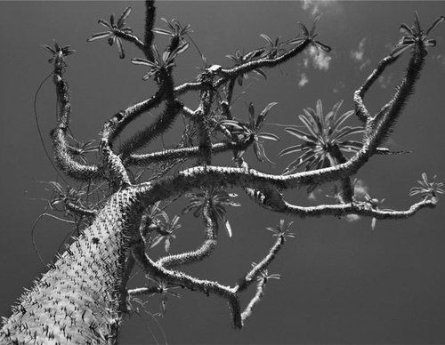 Galeria de Fotografia de Sebastião Salgado-Brasil