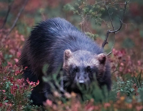 Gallery Of Photography By Elias Kalliola - USA