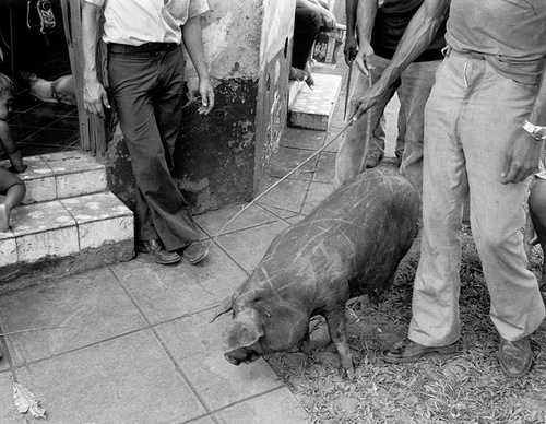 susan meiselas