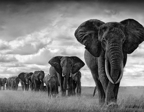Galeria de Fotografia de Sebastião Salgado-Brasil