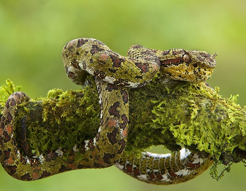 costa rica jim zuckerman