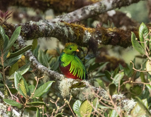 costa rica jim zuckerman