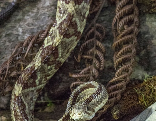 costa rica jim zuckerman