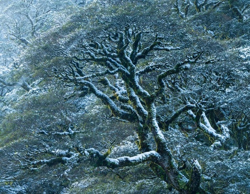 Galeria de fotografias de William Patino - Nova Zelândia