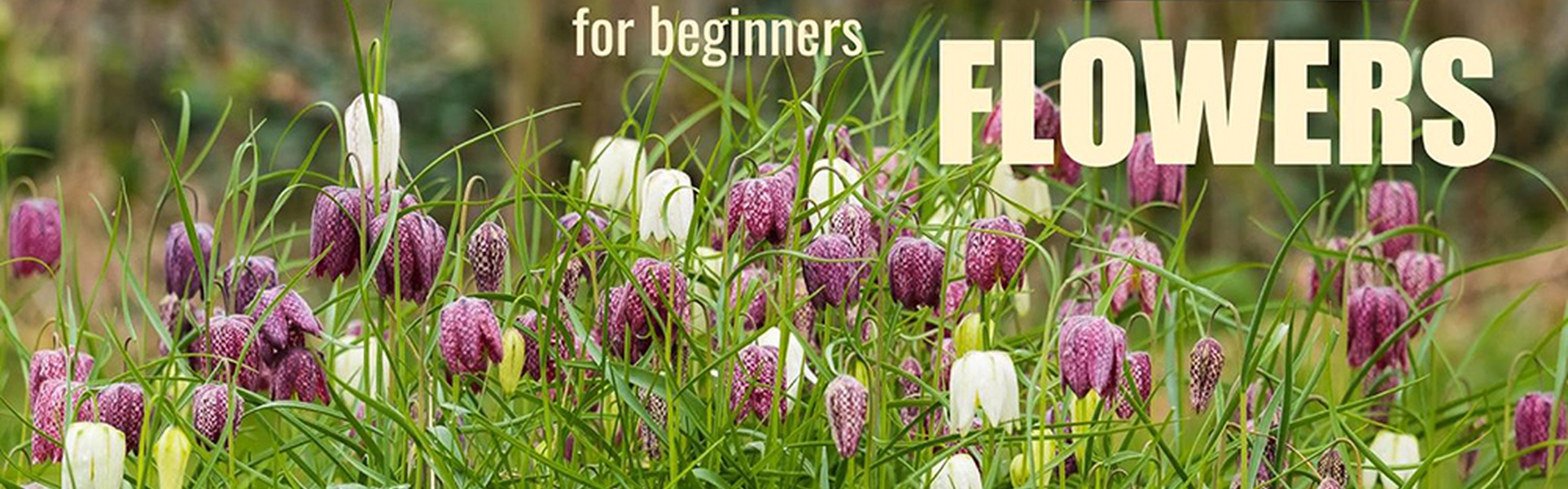 Creative Photography of Flowers