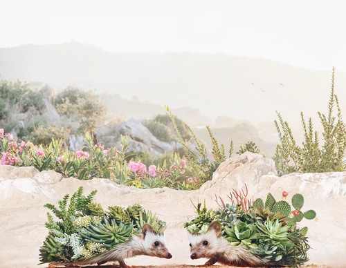 Galería De Ilustración De Luisa Azevedo - Portugal