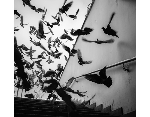 Galeria de fotografia de Ovidiu Șelaru - Romênia