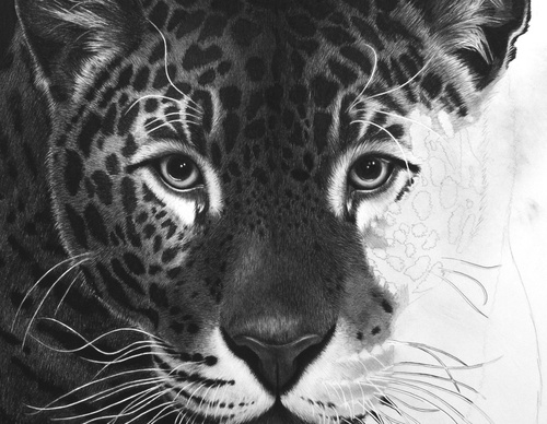 Gallery Of Realistic Painting By Emma Towers Evans - Brazil