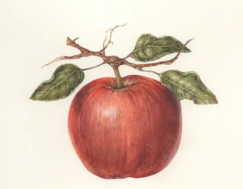 Gallery of Drawing by GiacoMina Ferrillo-Italy