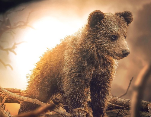 Galería de fotografías de Evgeny Gammer - Rusia