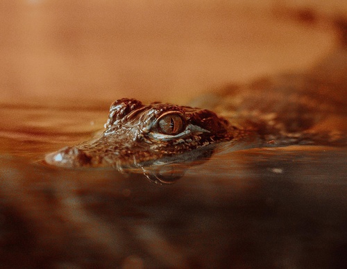 Gallery Of Photography By Chris Henry - USA