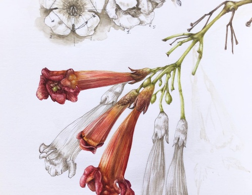 Gallery of Drawing by GiacoMina Ferrillo-Italy
