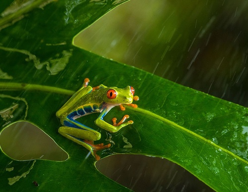 costa rica jim zuckerman