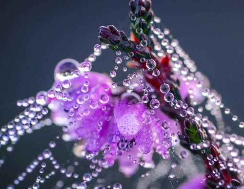 Gallery Of Photography By Albert Dros - Netherland