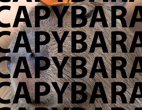 blank poster animal