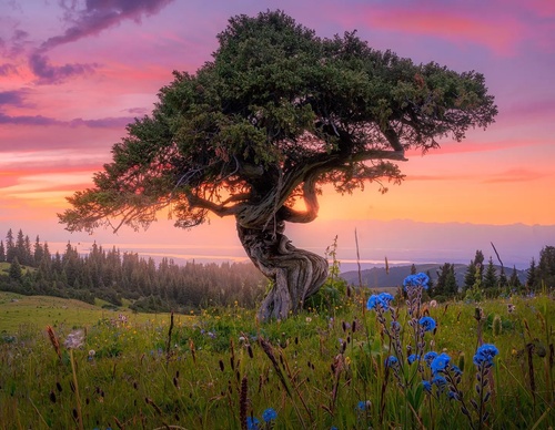 Gallery Of Photography By Albert Dros - Netherland