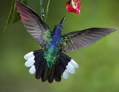 costa rica jim zuckerman