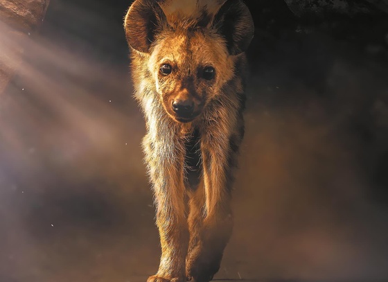 Evgeny Gammer