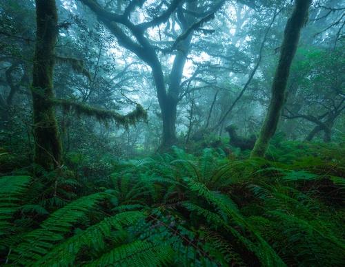 Galeria de fotografias de William Patino - Nova Zelândia