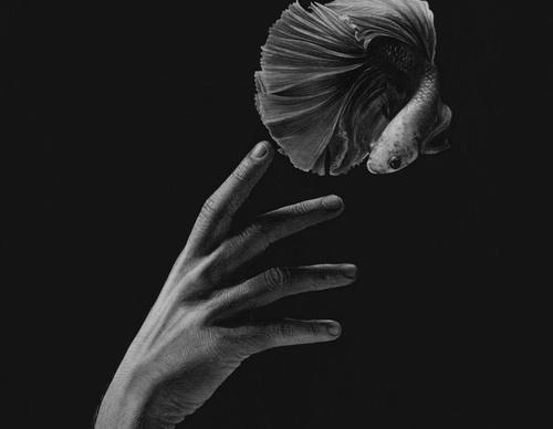 Gallery Of Realistic Painting By Emma Towers Evans - Brazil