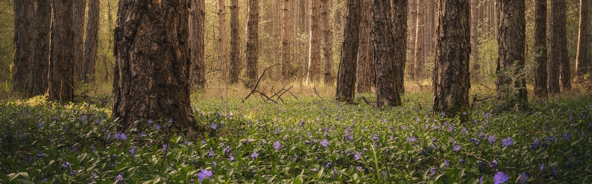 Galería de fotografías de Pujan Shadlau - Austria