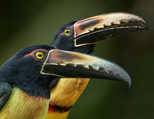 costa rica jim zuckerman