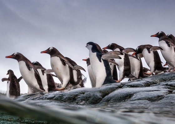 Gallery of Photography by Paul Nicklen - Canada