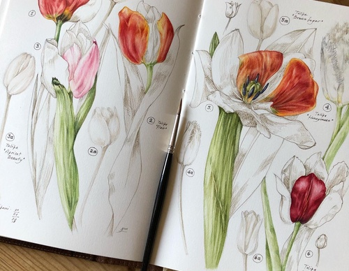 Gallery of Drawing by GiacoMina Ferrillo-Italy