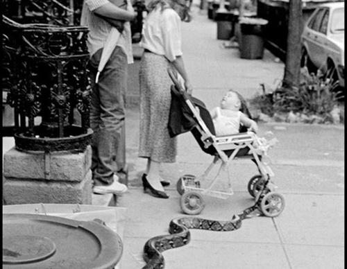 leonard freed