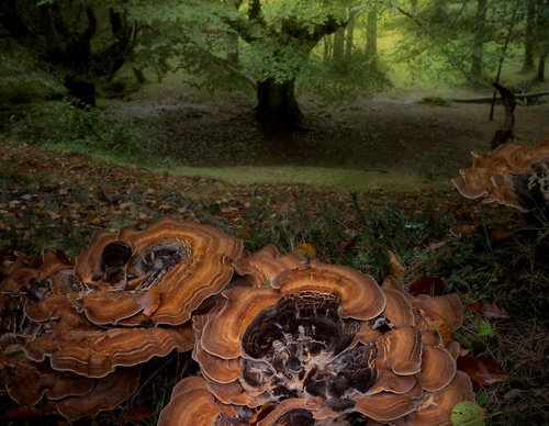 Galería de fotografía de Jorge Reinaldo - Portugal
