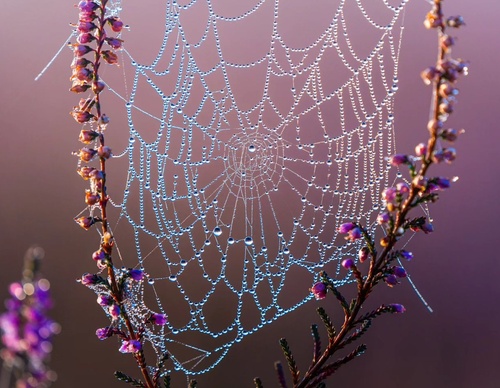 Gallery Of Photography By Albert Dros - Netherland