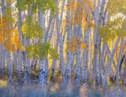 Galería de fotografía de Greg Boratyn - Argentina