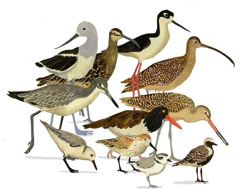 best illustrators