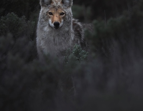 Galeria de Fotografia de Isaac Spotts - EUA