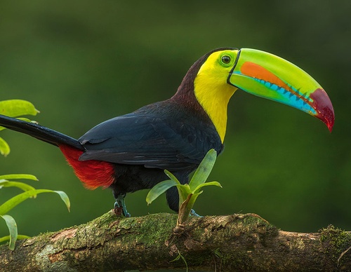 costa rica jim zuckerman