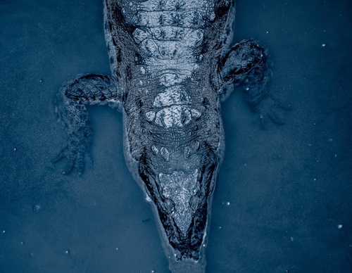 Gallery Of Photography By Chris Henry - USA