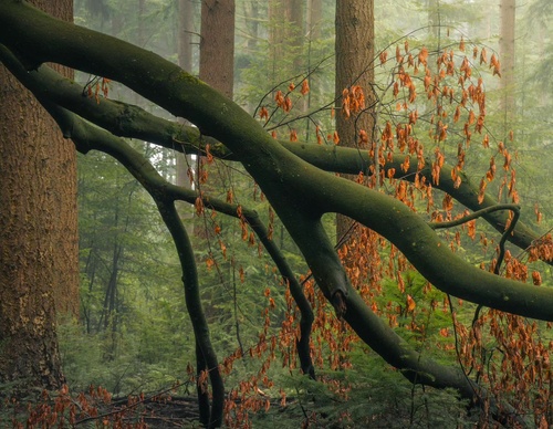 Gallery Of Photography By Albert Dros - Netherland
