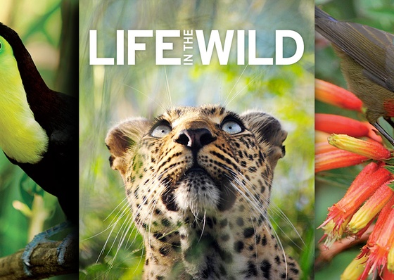 DK | LIFE IN THE WILD