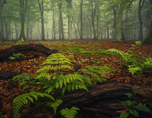 Gallery Of Photography By Albert Dros - Netherland