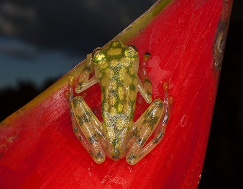 costa rica jim zuckerman