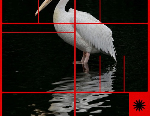 blank poster animal