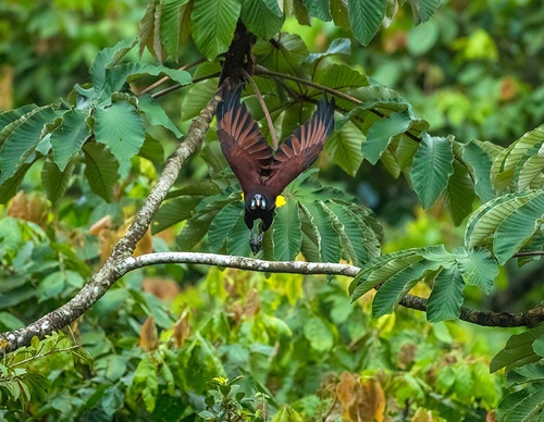 costa rica jim zuckerman