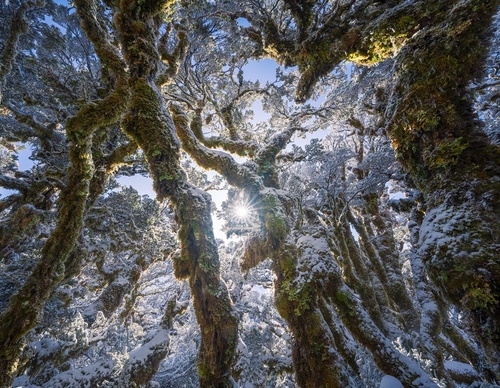 Galeria de fotografias de William Patino - Nova Zelândia
