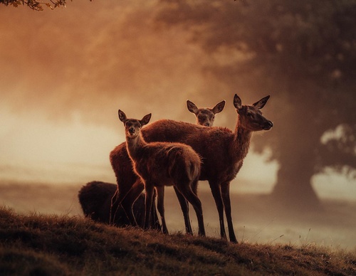 Galeria de Fotografia de Gareth Llewellyn - País de Gales